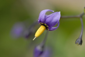 Bittersød natskygge