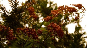 Hybenrose